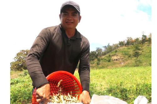 Nông dân Kông Chro trúng mùa đậu ván