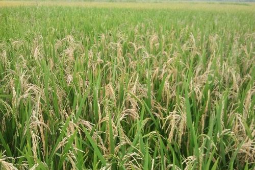 Ninh Hòa: Khuyến cáo phòng trừ bệnh đạo ôn cho cây lúa