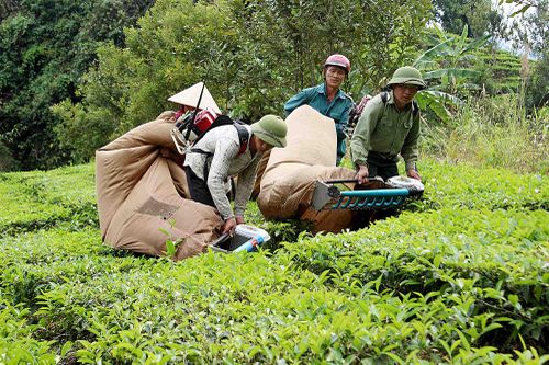 Tam Đường giảm nghèo nhờ cây chè