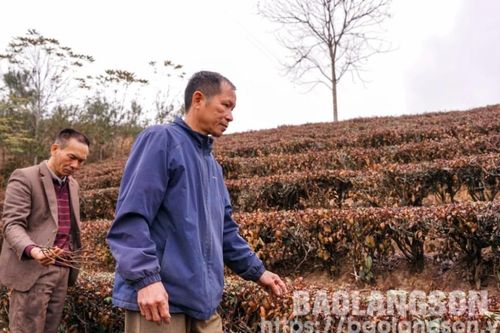Đình Lập: Cây chè chết, người trồng lao đao