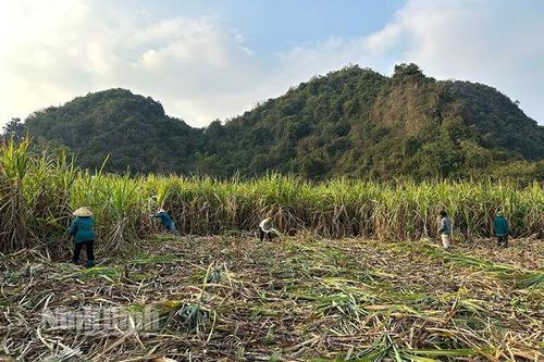 Nho Quan vào mùa thu hoạch mía