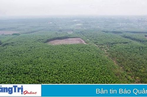 Kiến tạo tương lai từ những cánh rừng