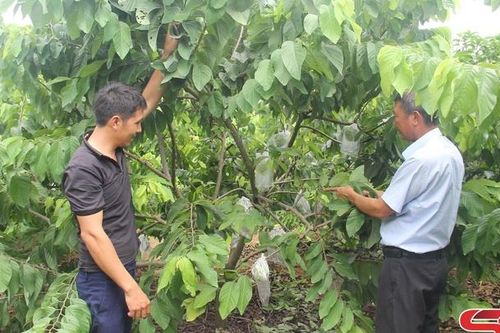 Vùng trồng na ứng dụng công nghệ cao