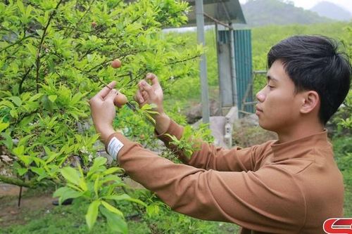 Hướng đến mùa mận hậu bội thu
