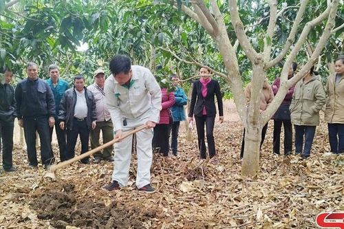 Mùa đơm hoa, đậu quả