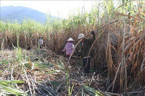 Khánh Hòa: Nhiều chính sách hỗ trợ người dân sản xuất và tiêu thụ mía