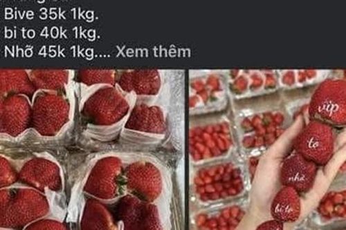 Tìm bị hại trong vụ 'chủ vựa hoa quả' lừa tiền cọc khách hàng