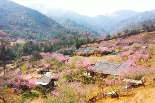 Rực rỡ sắc đào Lùng Cúng