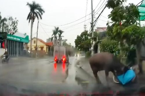 Trâu 'điên' chạy loạn trên đường, húc học sinh ở Quảng Ninh