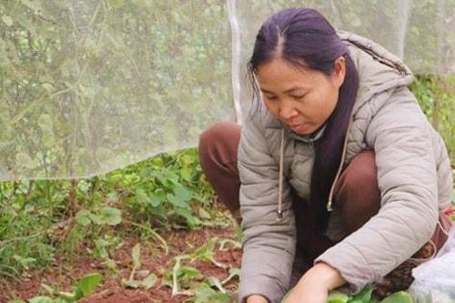 Nông dân Hà Nội phòng, chống mưa rét cho cây trồng, vật nuôi