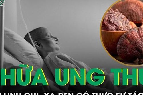 Thực hư thông tin nấm linh chi, xạ đen có tác dụng chữa ung thư