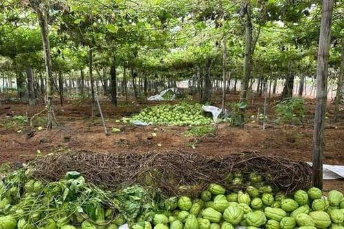 Nghệ An: Nông dân lo lắng vì giá rau quả quá thấp