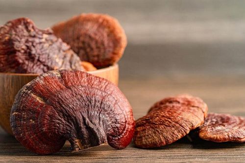 'Nấm trường sinh bất tử' có thực sự tồn tại?