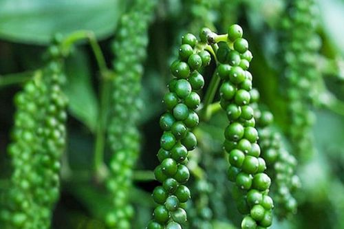 Giá tiêu hôm nay 26/2/2025: nông dân tự tin trữ tiêu ngay đầu vụ thu hoạch