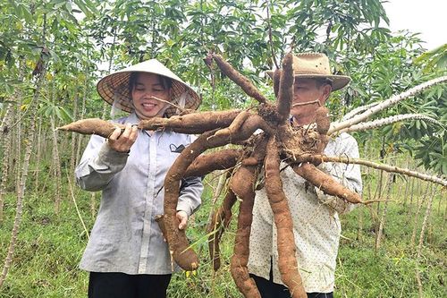Phòng, chống bệnh khảm lá sắn