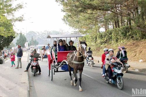 Đà Lạt ngừng dịch vụ xe ngựa chở khách quanh hồ Xuân Hương