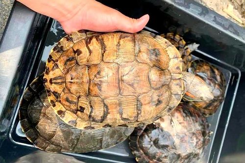 Tăng cường kiểm soát động vật hoang dã ngoại lai