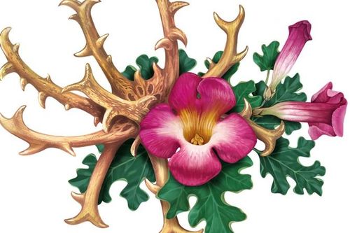 Cận cảnh loài cây 'móng của quỷ dữ', bị cả thế giới săn lùng