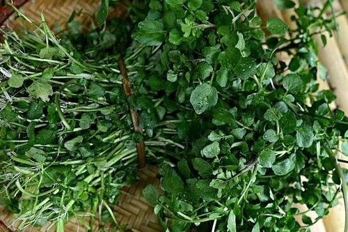Bất ngờ loại 'rau tốt nhất thế giới' bán đầy ở chợ Việt