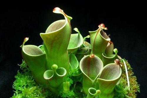 Kỳ lạ loài cây ăn thịt chỉ sống trên đỉnh núi cao châu Mỹ