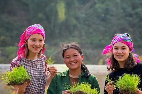 Du khách nước ngoài thích thú cấy lúa cùng người dân Mù Cang Chải