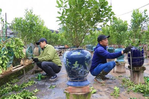 Người dân trồng quất cảnh Tứ Liên tất bật gò thế, tạo dáng cho cây sau Tết