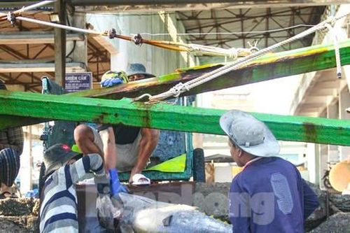 Ban Quản lý cảng cá Bình Định bị cưỡng chế