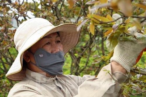 Hết tháng Giêng, nhà vườn vẫn 'bão đơn' nhận chăm mai sau Tết