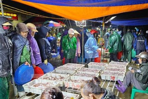 Đội mưa rét đi chợ bến cá lúc tinh mơ