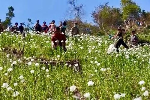Phá bỏ hơn 67 ha cây thuốc phiện sát biên giới Việt Nam