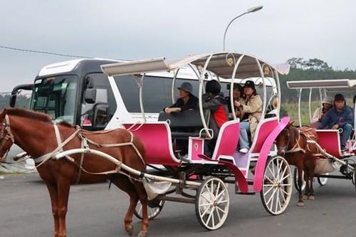 Chủ xe 'té ngửa', người dân tiếc nuối khi hoạt động xe ngựa chở khách ở Đà Lạt bị cấm