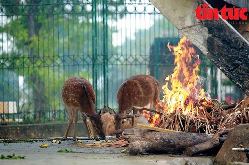 Đốt lửa, bật máy sưởi, căng bạt chống rét cho động vật vườn Thú Hà Nội