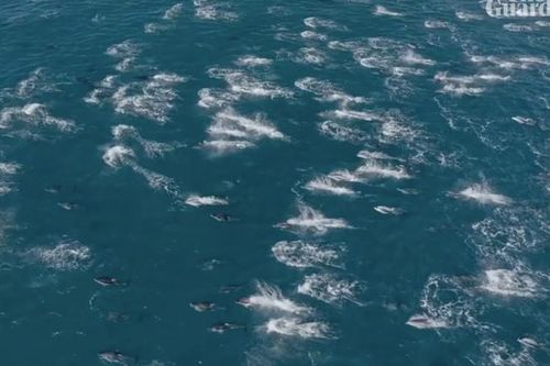 Chiêm ngưỡng đàn cá heo khổng lồ 2.000 con nô đùa ngoài khơi California