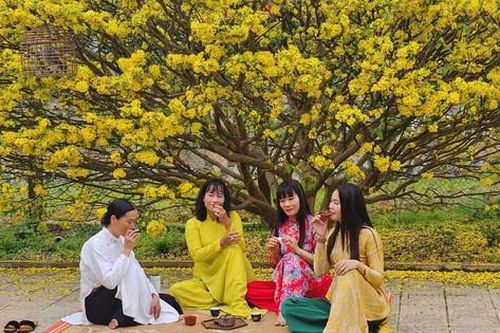 Chiêm ngưỡng tuyệt phẩm hoàng mai hơn 50 tuổi ở Tp.Huế