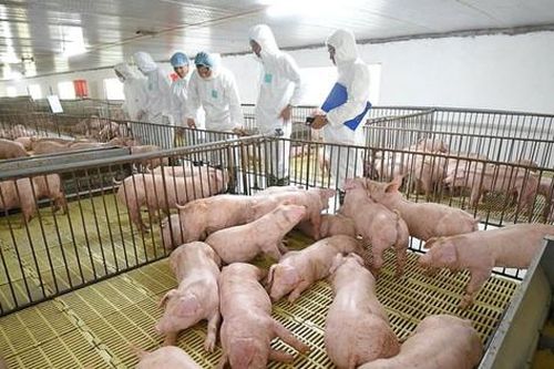 Quỹ ngoại thoái bớt vốn tại Dabaco