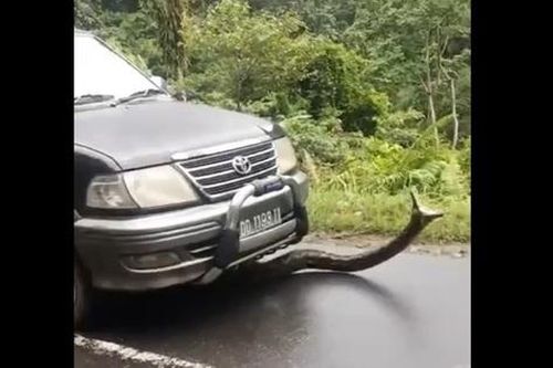 Trăn khổng lồ há miệng tấn công người dân ngay giữa đường