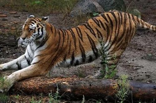 Đi chăn thả gia súc, 2 nông dân bị con hổ dữ tấn công