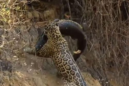 CLIP: Báo đốm phi thân xuống sông săn cá sấu Caiman và cái kết