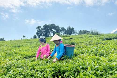 Xây dựng tổ chức hội vững mạnh