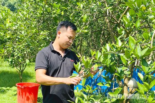 Chăm sóc cam sau thu hoạch