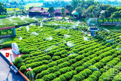 Đưa khoa học công nghệ đến với người dân vùng chè