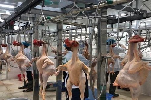 Ngành chăn nuôi gia cầm bao giờ hết cảnh 'tiến thoái lưỡng nan'?