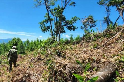 Cấp bách bảo vệ 'lá phổi xanh' tại vùng đất cố đô