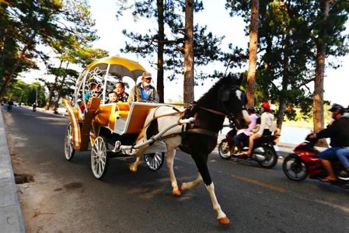 Đà Lạt cấm xe ngựa chở khách du lịch bên hồ Xuân Hương