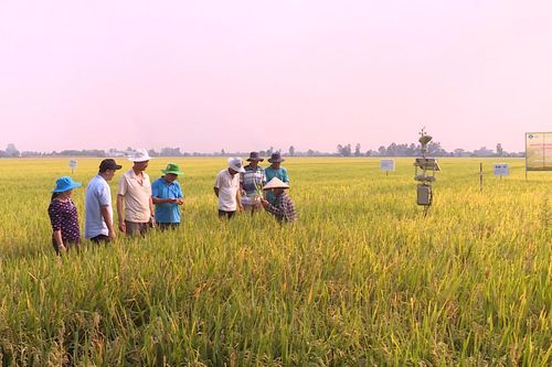 19 sáng kiến nông nghiệp được áp dụng trong sản xuất lúa gạo