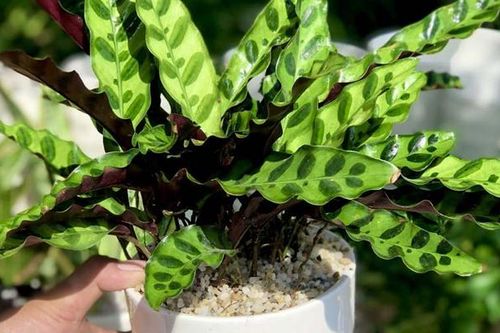 Giống như tên gọi, cây đuôi công đẹp, sang trọng, dễ trồng, dễ sống và mang đến sự may mắn, phú quý cho gia chủ