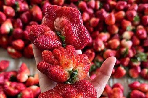 Giá dâu tây rẻ bất ngờ, đổ bộ thị trường phục vụ người mua