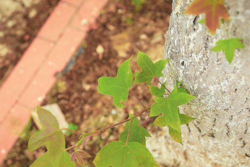 Loài cây vùng Tây Bắc có lá ngon, lạ, độc đáo, trồng nhiều ở Hà Nội