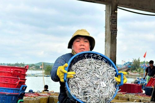 Quảng Ngãi: Về làng nghề truyền thống hấp cá cơm