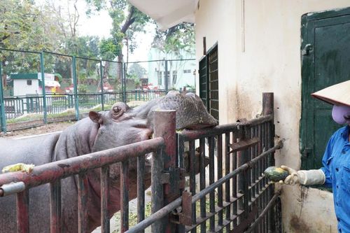 Vườn thú Hà Nội chủ động giữ ấm cho động vật